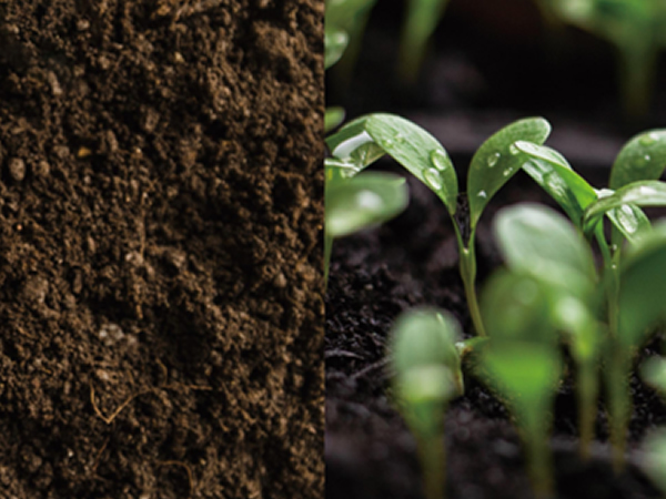 石油烃污染土壤修复